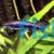 Gold Pencilfish