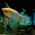 Golden Gourami