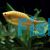 Gold Gourami 