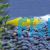 Yellow Cherry Shrimp 