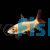 Golden Shark - Albino Rainbow