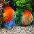 Golden Sunset Discus 