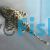 Gold Spotted Plecostomus 