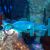 Green Birdmouth Wrasse - Large
