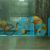 B - Grade Lemon Yellow Discus