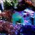Green Coral Goby