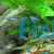 Green Neon Tetra