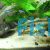 Green Neon Tetra 