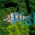 Barred Grunter 