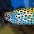 Eel Honeycomb Moray