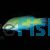 Pastel Green Wrasse