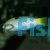 Checkerboard Wrasse