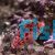 Hawkfish Threadfin 