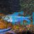 Phoenix Tetra 