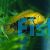 Rainbow Cichlid 
