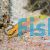 Two Spot Yellow Candy Hogfish - Bodianus bimaculatus