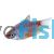 Platinum Gourami 7cm