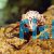 Janitor Hermit Crab Large