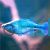 Turquoise Rainbow - Lacustris