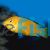 Labidochromis Electric Yellow