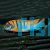 LABIDOCHROMIS HONGI 