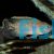 Neolamprologus brevis