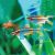 Longfin Cherry Barb 3cm