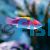 Lubbocks Fairy Wrasse 