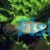 Macropodus opercularis - Paradise Fish