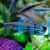 Madagascar Rainbow 