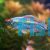 Male Congo Tetra