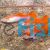 Male Red Guppy 3.5cm