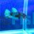 Male Siamese Betta Black Light 