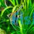 Manacapuru Angelfish