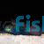 Mandarin Fish - Medium 