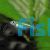 Green Neon Rasbora