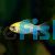 Ramirezi Gold Head Electric Blue 
