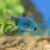 Moss Green Tiger Barb