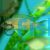Princess Cichlid Greenface - Fulwe Rocks 7