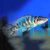 Altolamprologus Fasciatus 5cm