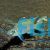 Daffodil Princess Cichlid 
