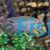 Neon Jewel Cichlid