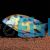 Nimbochromis venustus