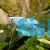 Opaline Gourami