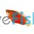 Orange Flame - Red Honey Gourami 