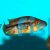 Wolf Cichlid - Cichlasoma Dovii 