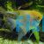 Pearscale Angelfish