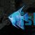 Pearlscale Blue Angelfish