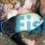 Angelfish Pearlscale SML