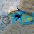 Triggerfish Picasso